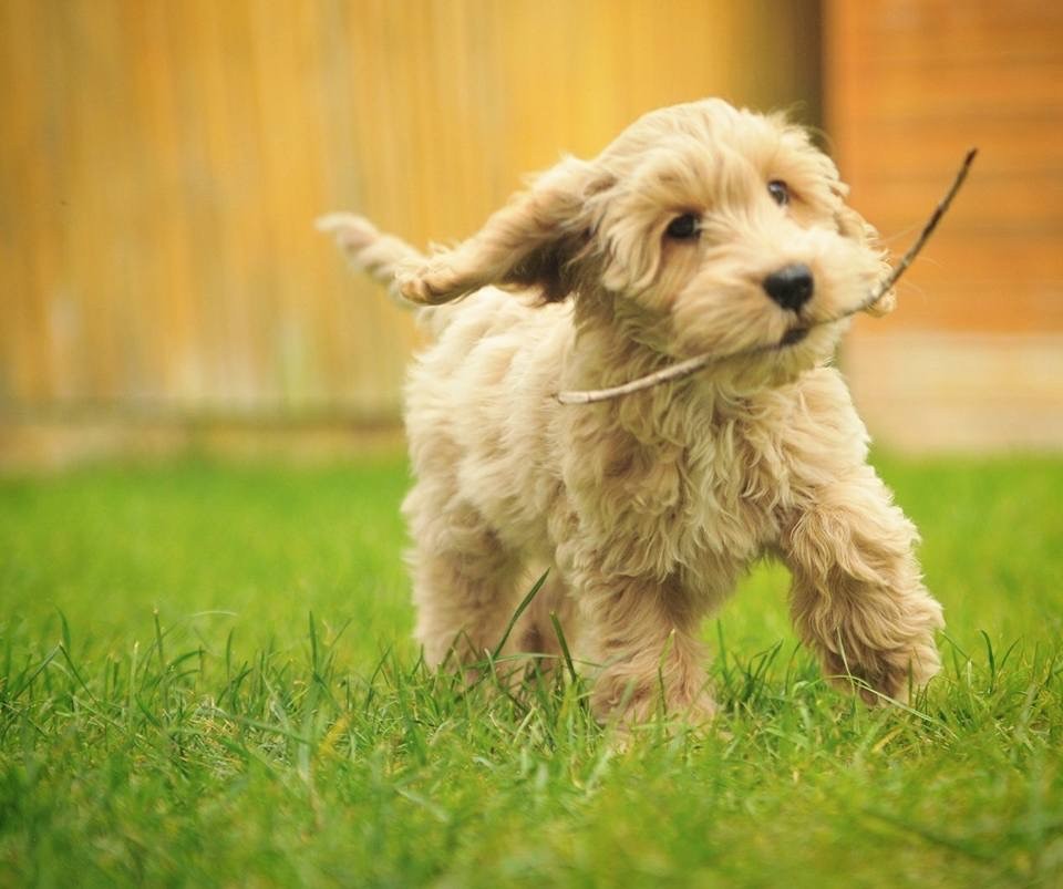 A Cockapoo puppy carrying a stick in long grass